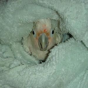 Meet your Posher, Jenni